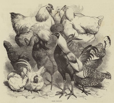 Exposición de Birmingham, Aves de Corral Premiados de Harrison William Weir